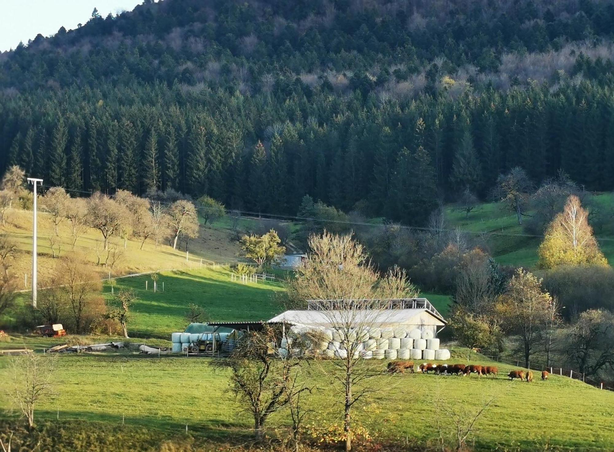 Ferienwohnung Blick Rappenstein Hausen am Tann Dış mekan fotoğraf