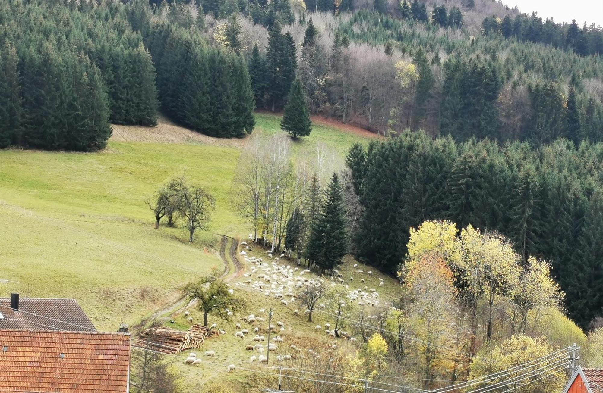 Ferienwohnung Blick Rappenstein Hausen am Tann Dış mekan fotoğraf